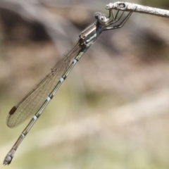 Austrolestes leda (Wandering Ringtail) at Black Mountain - 23 Dec 2016 by ibaird