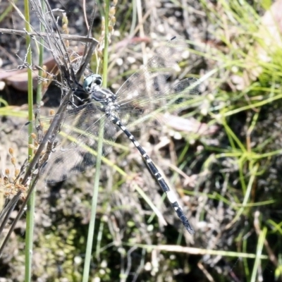 Parasynthemis regina (Royal Tigertail) at Black Mountain - 23 Dec 2016 by ibaird