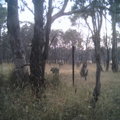 Macropus giganteus (Eastern Grey Kangaroo) at Gungahlin, ACT - 24 Dec 2016 by MulligansFlat1