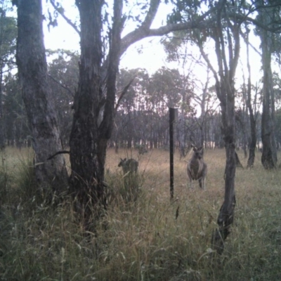 Macropus giganteus (Eastern Grey Kangaroo) at Mulligans Flat - 24 Dec 2016 by MulligansFlat1