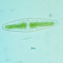 Netrium digitus (A green freshwater algae) at Paddys River, ACT - 6 Dec 2016 by KenT