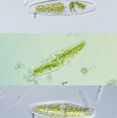 Netrium digitus at Paddys River, ACT - 7 Dec 2016 08:58 AM