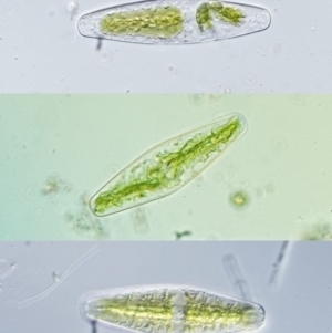 Netrium digitus at Paddys River, ACT - 7 Dec 2016 08:58 AM