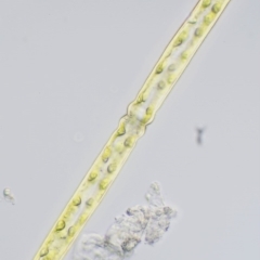 Pleurotaenium trabecula (Green Freshwater Algae) at Paddys River, ACT - 7 Dec 2016 by KenT