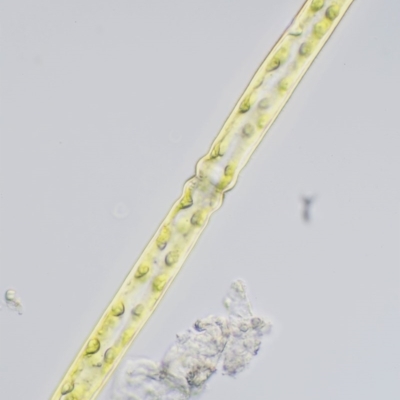 Pleurotaenium trabecula (Green Freshwater Algae) at Paddys River, ACT - 7 Dec 2016 by KenT