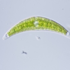 Closterium sp. (A green freshwater algae) at Gibraltar Pines - 7 Dec 2016 by KenT