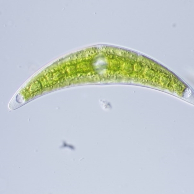 Closterium sp. (A green freshwater algae) at Paddys River, ACT - 7 Dec 2016 by KenT