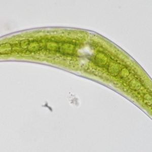 Closterium sp. at Paddys River, ACT - 7 Dec 2016