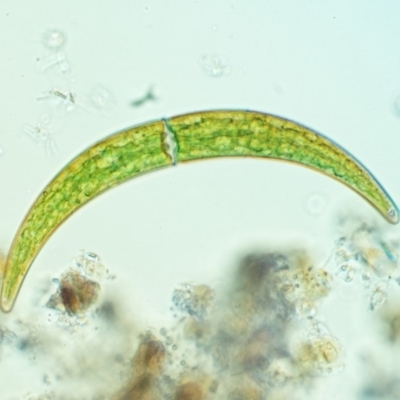 Closterium ehrenbergii (A green alga, Desmidiaceae) at Paddys River, ACT - 7 Dec 2016 by KenT