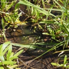 Tribonema sp. (A golden-green freshwater algae) at Gibraltar Pines - 6 Dec 2016 by KenT