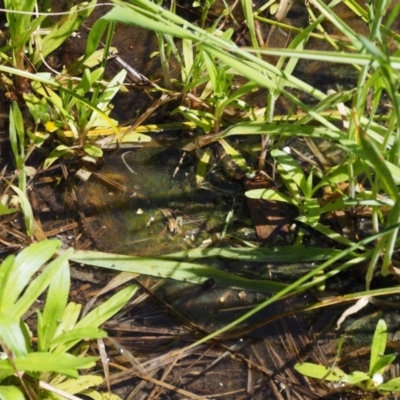 Tribonema sp. (A golden-green freshwater algae) at Paddys River, ACT - 6 Dec 2016 by KenT