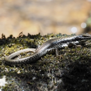 Eulamprus heatwolei at Paddys River, ACT - 7 Dec 2016 12:22 PM