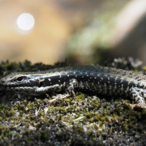 Eulamprus heatwolei at Paddys River, ACT - 7 Dec 2016