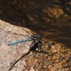 Diphlebia lestoides at Paddys River, ACT - 7 Dec 2016 12:18 PM