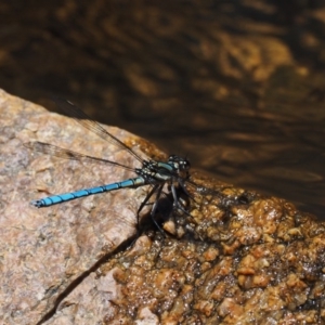 Diphlebia lestoides at Paddys River, ACT - 7 Dec 2016