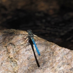 Diphlebia lestoides at Paddys River, ACT - 7 Dec 2016