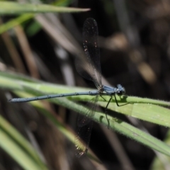 Griseargiolestes intermedius (Alpine Flatwing) at Paddys River, ACT - 7 Dec 2016 by KenT