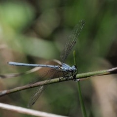 Griseargiolestes intermedius at Paddys River, ACT - 7 Dec 2016 02:10 PM