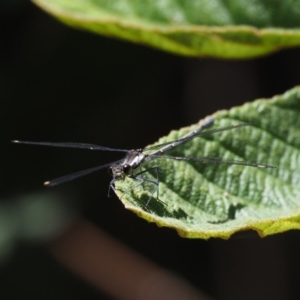 Austroargiolestes calcaris at Paddys River, ACT - 7 Dec 2016 12:15 PM