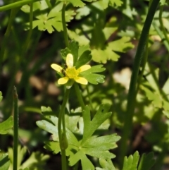 Ranunculus amphitrichus (Small River Buttercup) at Paddys River, ACT - 7 Dec 2016 by KenT
