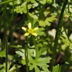 Ranunculus amphitrichus (Small River Buttercup) at Gibraltar Pines - 6 Dec 2016 by KenT