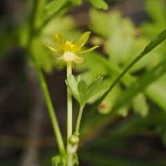 Ranunculus amphitrichus at Paddys River, ACT - 7 Dec 2016 10:54 AM