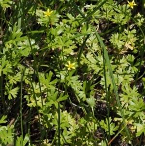 Ranunculus amphitrichus at Paddys River, ACT - 7 Dec 2016