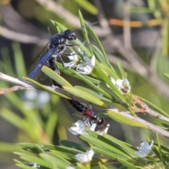 Tiphiidae (family) (Unidentified Smooth flower wasp) at Paddys River, ACT - 26 Dec 2016 by JudithRoach