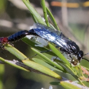 Tiphiidae (family) at Paddys River, ACT - 26 Dec 2016