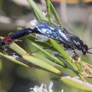 Tiphiidae (family) at Paddys River, ACT - 26 Dec 2016