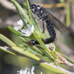 Tiphiidae sp. (family) at Paddys River, ACT - 26 Dec 2016