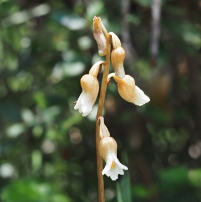 Gastrodia sesamoides (Cinnamon Bells) at Paddys River, ACT - 6 Dec 2016 by KenT