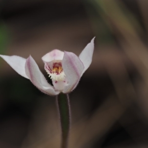 Caladenia alpina at Cotter River, ACT - suppressed