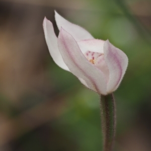 Caladenia alpina at Cotter River, ACT - suppressed