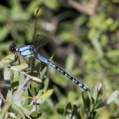 Diphlebia nymphoides (Arrowhead Rockmaster) at Coree, ACT - 26 Dec 2016 by JudithRoach