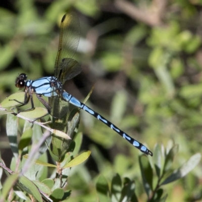 Diphlebia nymphoides (Arrowhead Rockmaster) at Coree, ACT - 26 Dec 2016 by JudithRoach