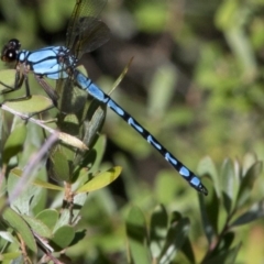 Diphlebia nymphoides at Coree, ACT - 26 Dec 2016