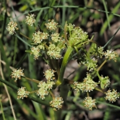 Aciphylla simplicifolia (Mountain Aciphyll) at Cotter River, ACT - 9 Dec 2016 by KenT