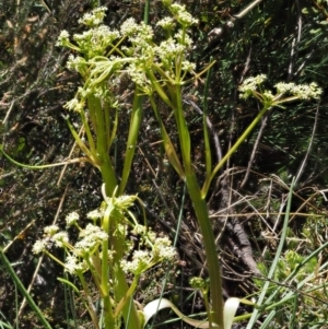 Aciphylla simplicifolia at Cotter River, ACT - 10 Dec 2016