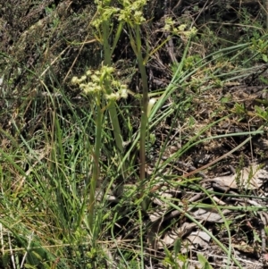 Aciphylla simplicifolia at Cotter River, ACT - 10 Dec 2016