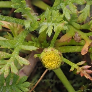 Leptinella filicula at Cotter River, ACT - 10 Dec 2016