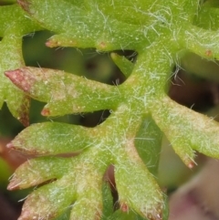 Leptinella filicula at Cotter River, ACT - 10 Dec 2016