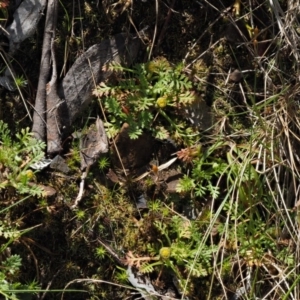 Leptinella filicula at Cotter River, ACT - 10 Dec 2016