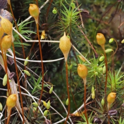 Polytrichum at Cotter River, ACT - 10 Dec 2016 by KenT