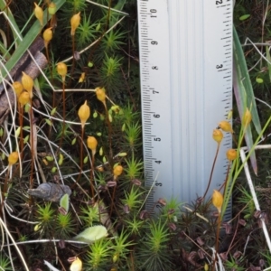 Polytrichum at Cotter River, ACT - 10 Dec 2016 01:19 PM