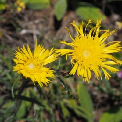 Podolepis jaceoides (Showy Copper-wire Daisy) at Bimberi, NSW - 10 Dec 2016 by KenT