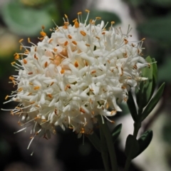 Pimelea ligustrina subsp. ciliata at Bimberi, NSW - 10 Dec 2016 by KenT