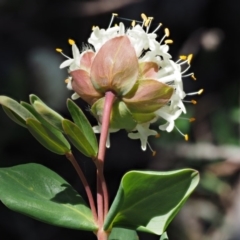 Pimelea ligustrina subsp. ciliata at Bimberi, NSW - 10 Dec 2016