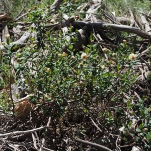 Pimelea ligustrina subsp. ciliata at Bimberi, NSW - 10 Dec 2016