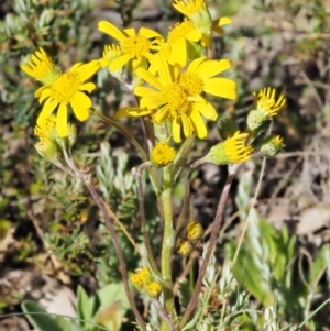 Senecio pinnatifolius var. alpinus at Cotter River, ACT - 10 Dec 2016 08:14 AM